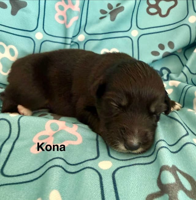 Australian Shepherd Puppies media 4
