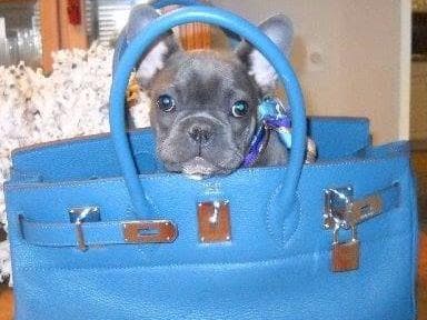 French Bulldog Puppies breeder image 1