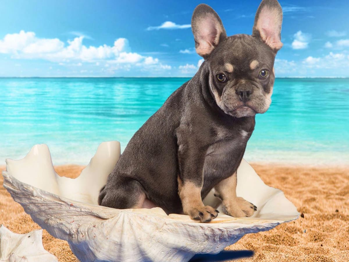 French Bulldog Puppies breeder image 5