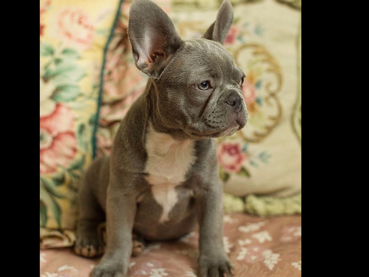 French Bulldog Puppies breeder image 3