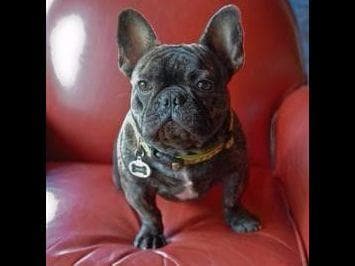 French Bulldog Puppies breeder image 2