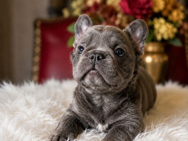 French Bulldog Puppies media 2
