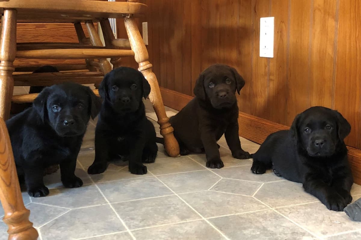 Labrador Retriever Puppies breeder image 1