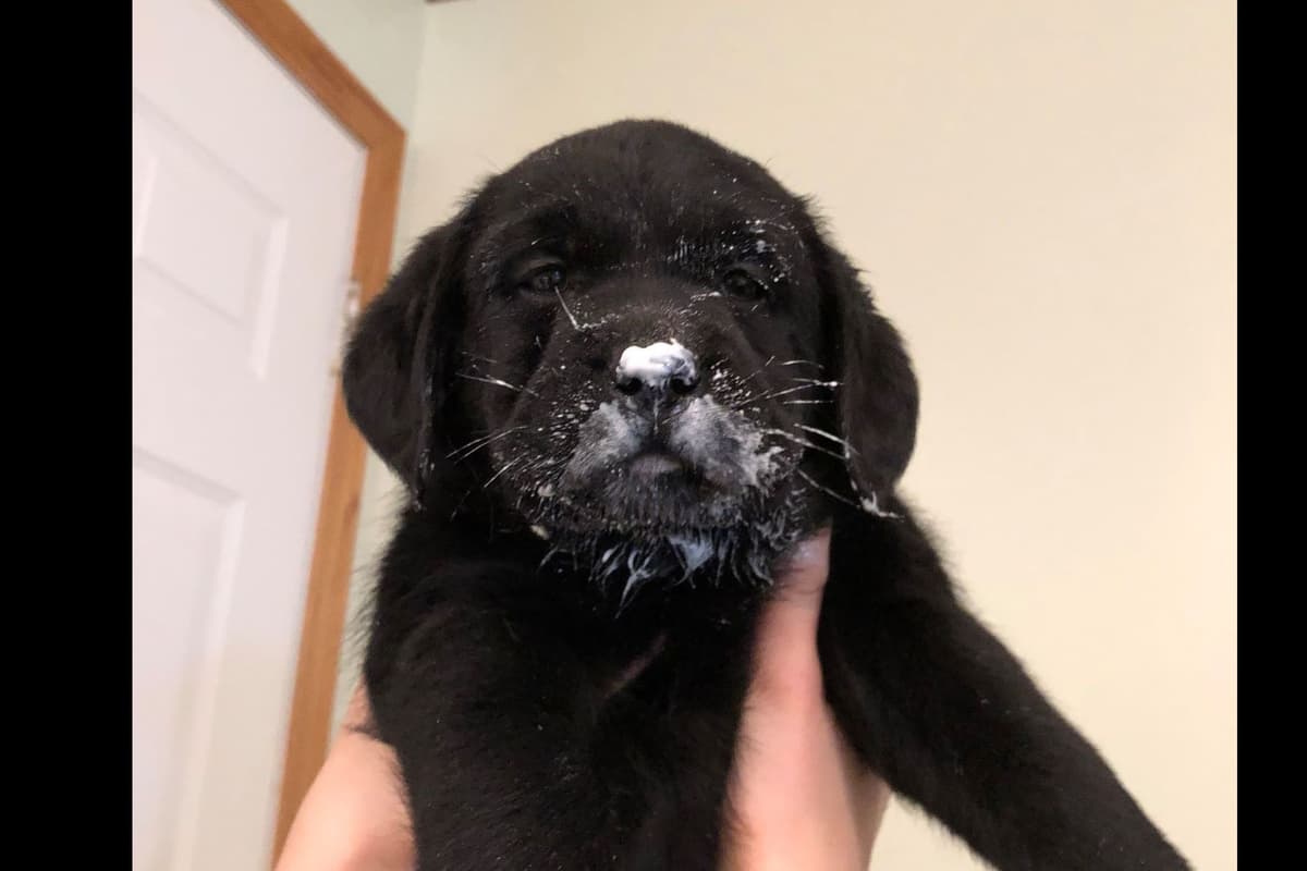 Labrador Retriever Puppies breeder image 4