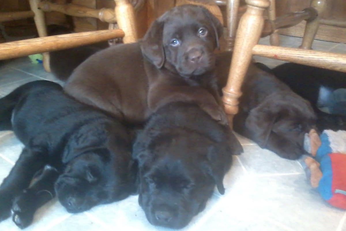 Labrador Retriever Puppies breeder image 3