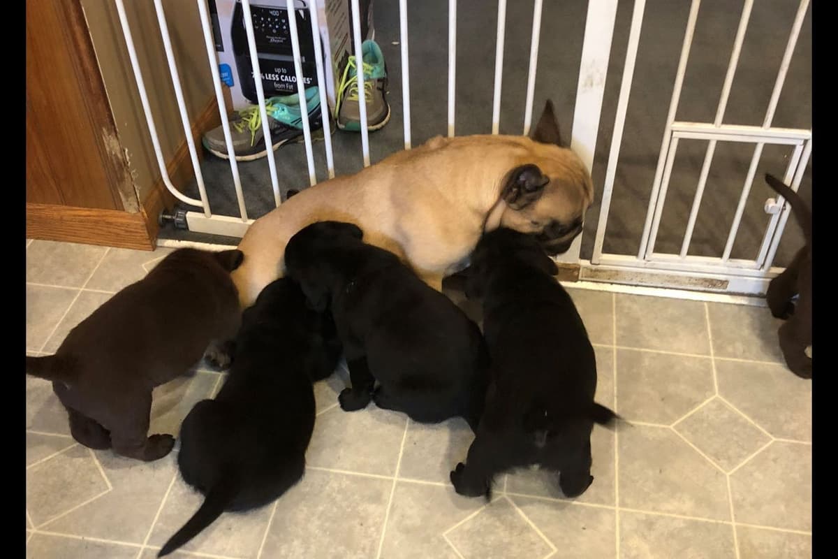 Labrador Retriever Puppies breeder image 2