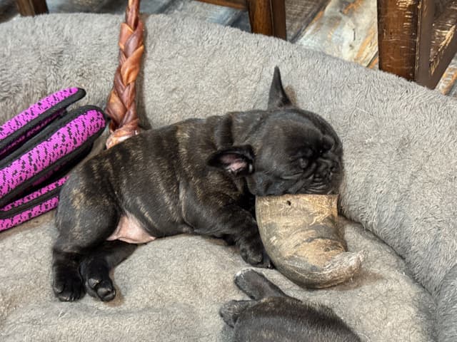 French Bulldog Puppies media 2