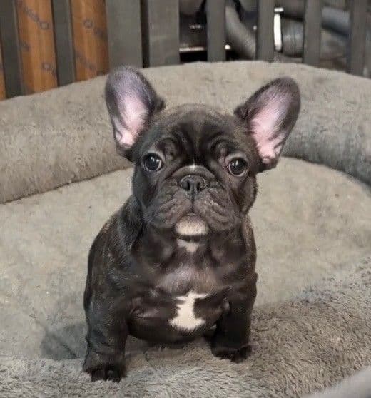 French Bulldog Puppies media 4