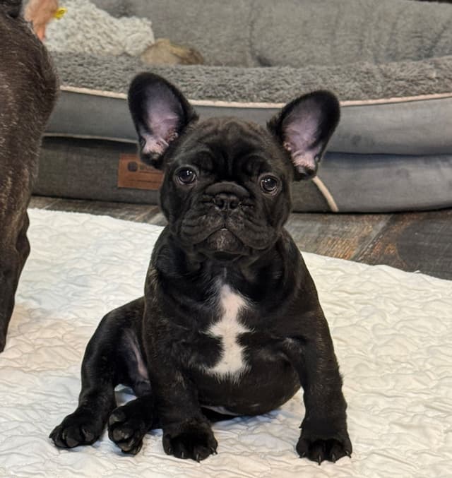 French Bulldog Puppies media 5