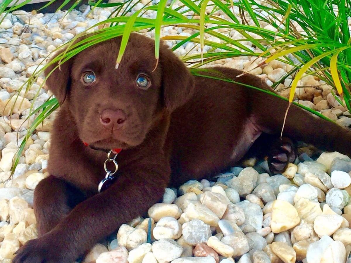 Boykin Spaniel Puppies breeder image 1