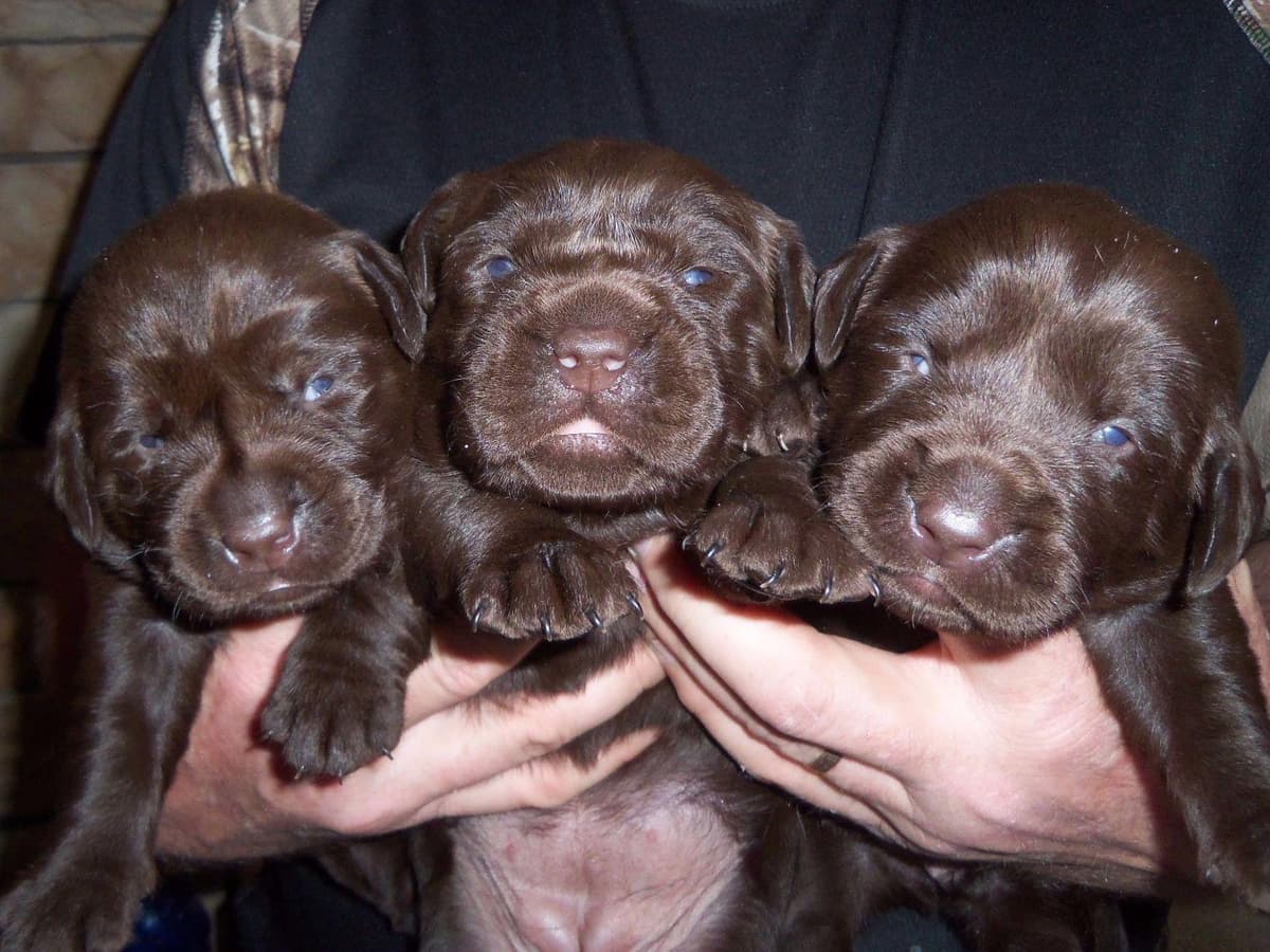 Boykin Spaniel Puppies breeder image 2