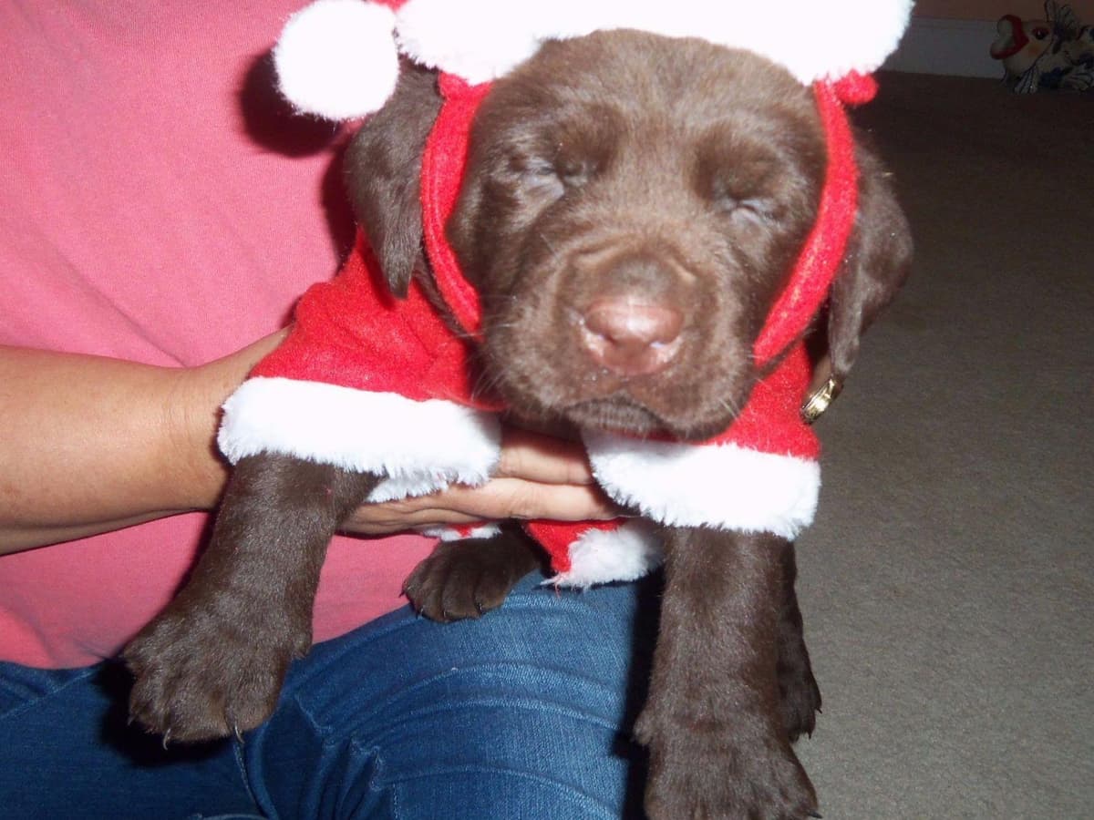 Boykin Spaniel Puppies breeder image 3