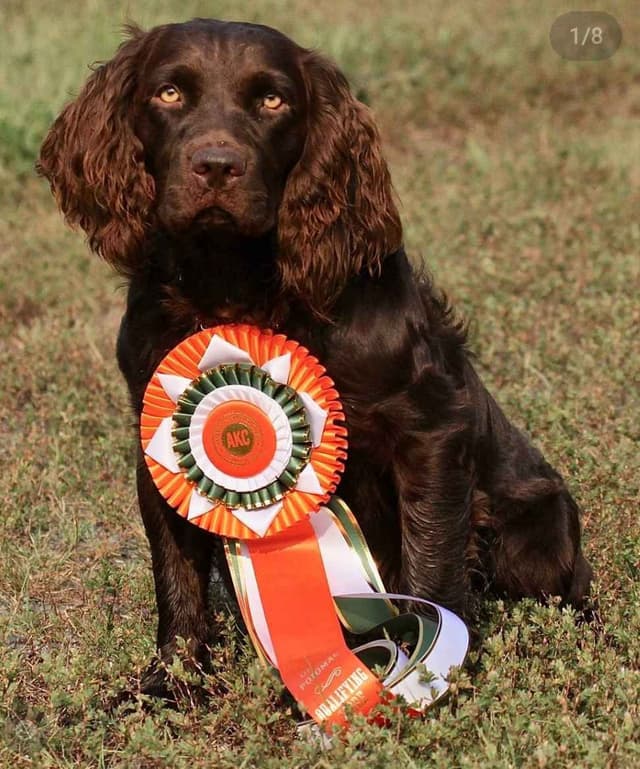 Boykin Spaniel Puppies media 2