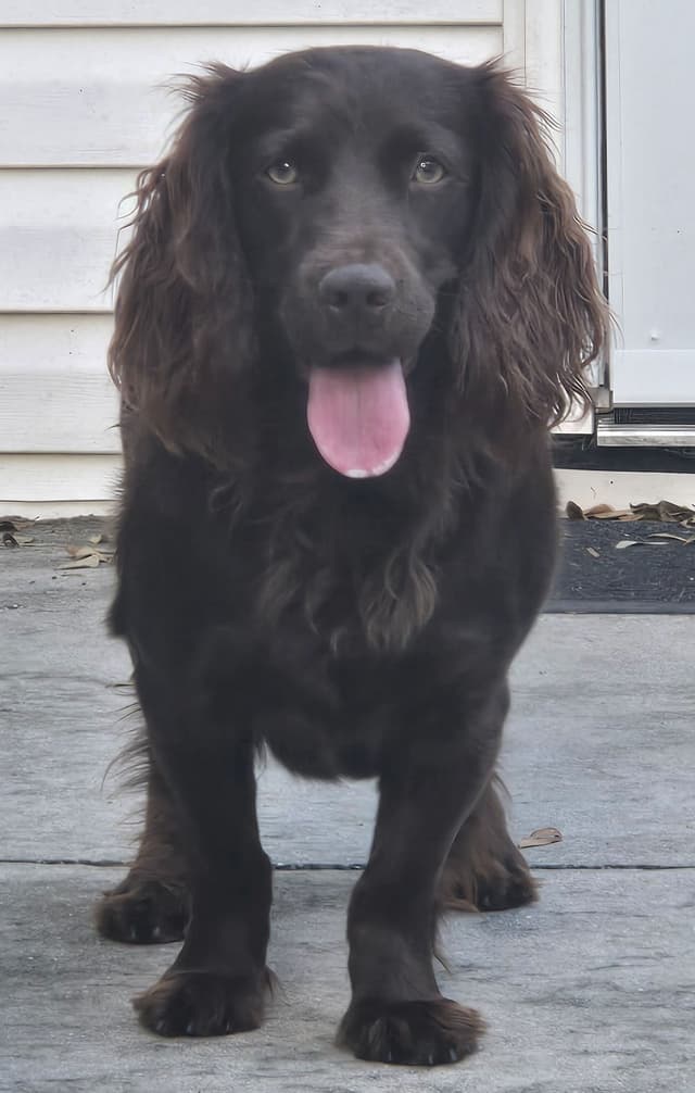 Boykin Spaniel Puppies media 3