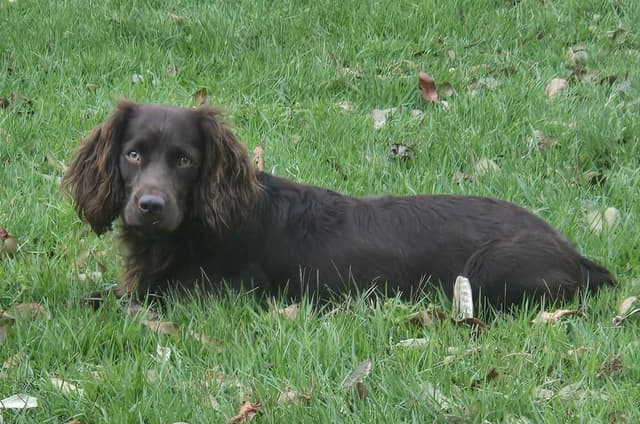Boykin Spaniel Puppies media 4