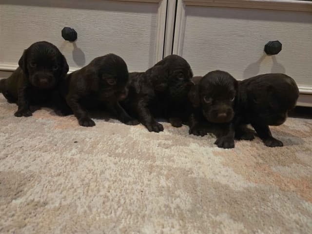 Boykin Spaniel Puppies media 5