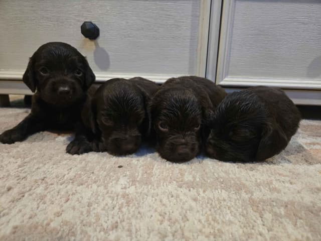 Boykin Spaniel Puppies media 6