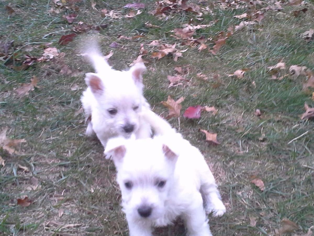 West Highland White Terrier Puppies breeder image 6