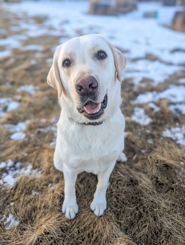 Labrador Retriever Puppies media 2