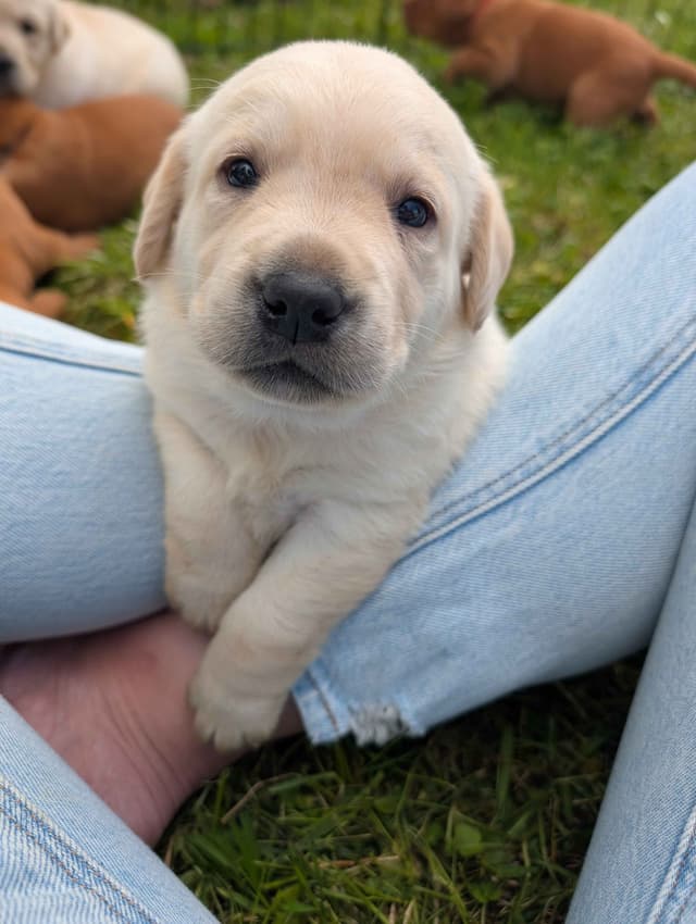 Labrador Retriever Puppies media 3