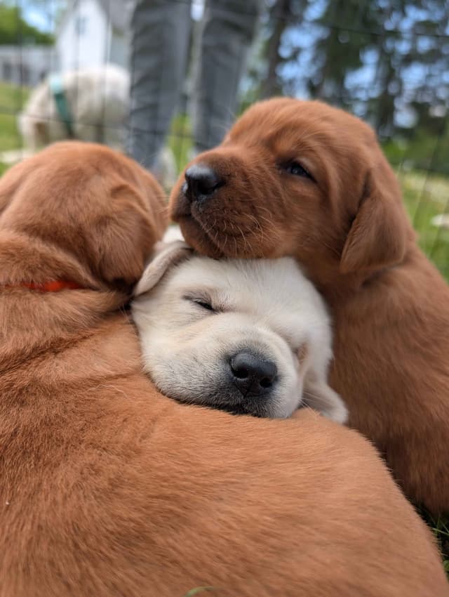 Labrador Retriever Puppies media 4