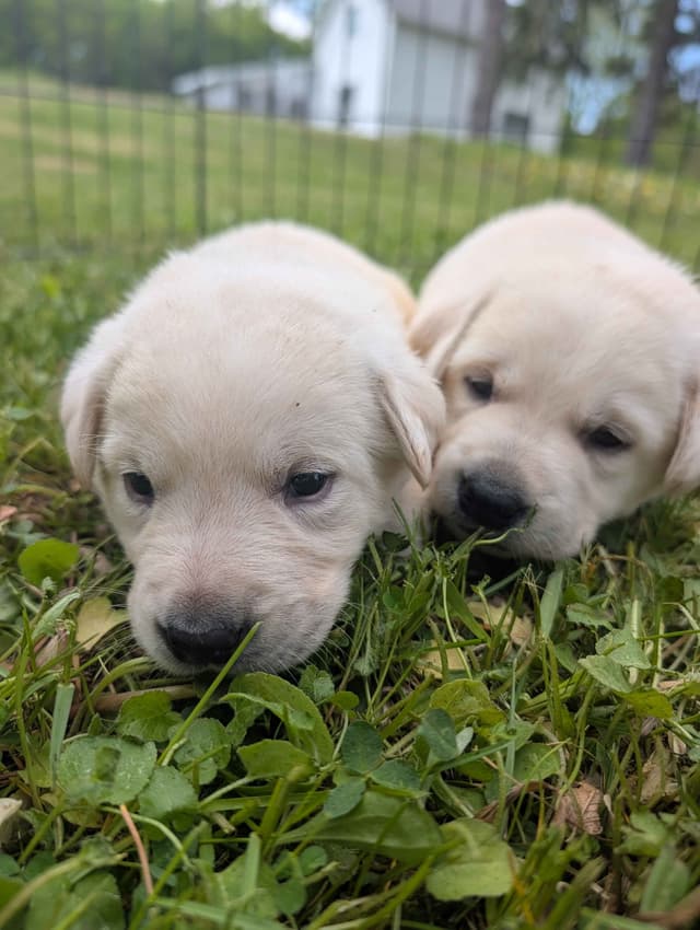 Labrador Retriever Puppies media 5