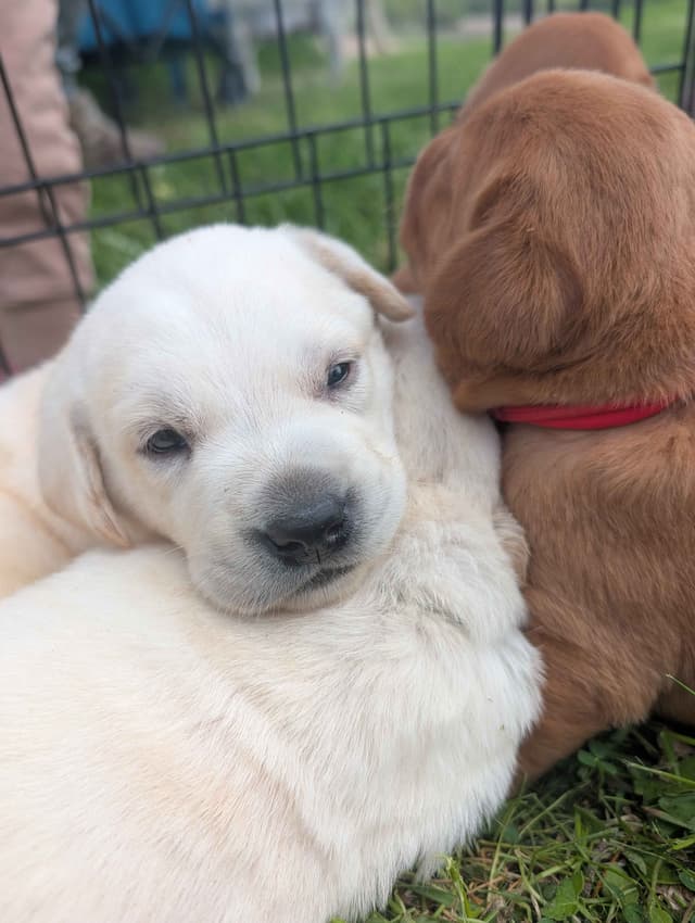 Labrador Retriever Puppies media 7