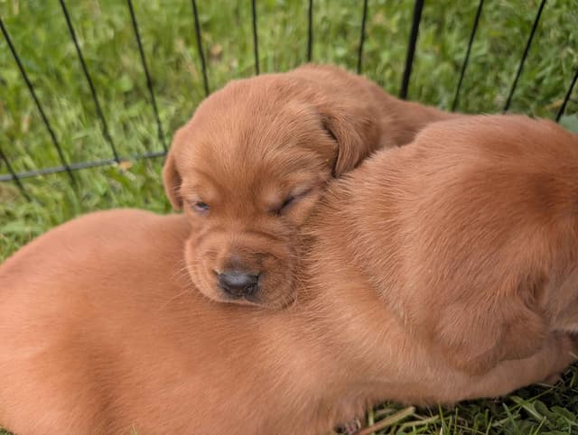 Labrador Retriever Puppies media 2
