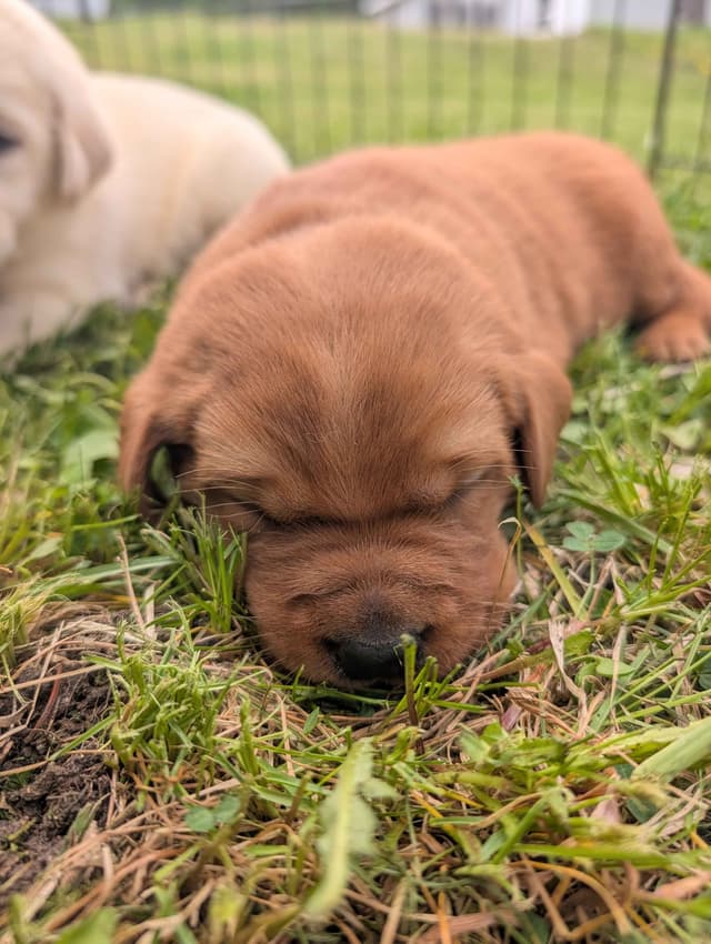 Labrador Retriever Puppies media 5
