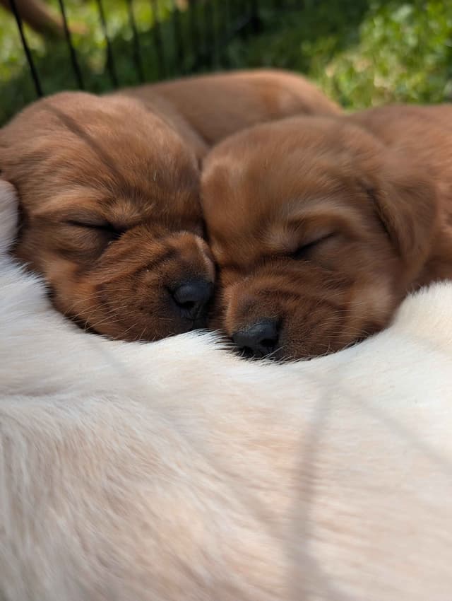 Labrador Retriever Puppies media 3