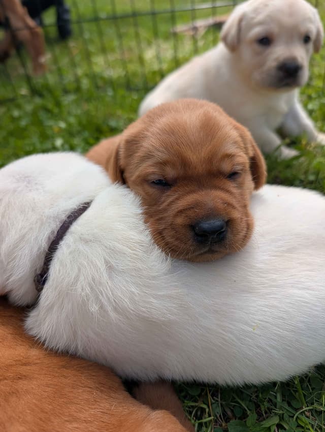 Labrador Retriever Puppies media 4