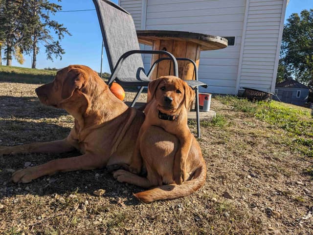 Labrador Retriever Puppies media 7