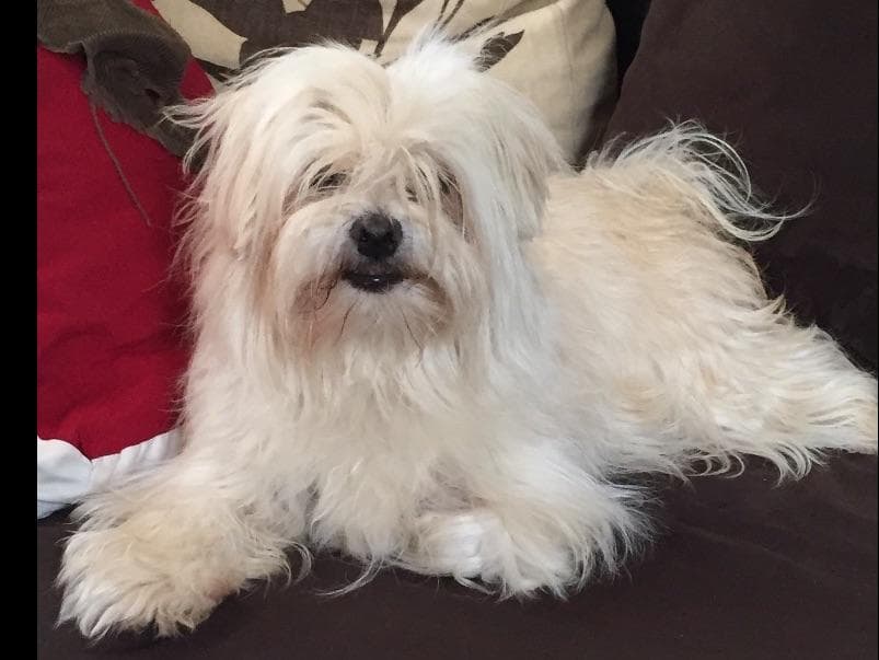 Havanese Puppies breeder image 3