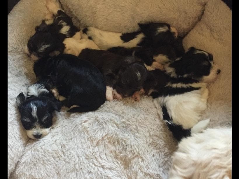 Havanese Puppies breeder image 5