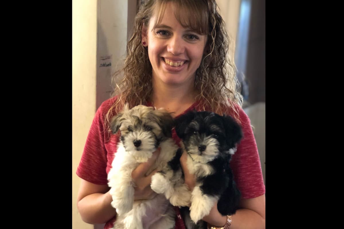 Havanese Puppies breeder image 1