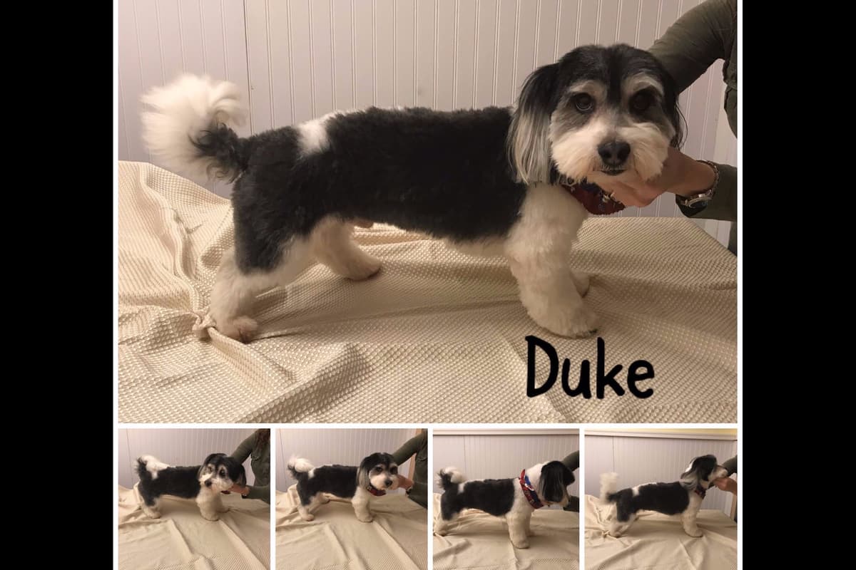 Havanese Puppies breeder image 6