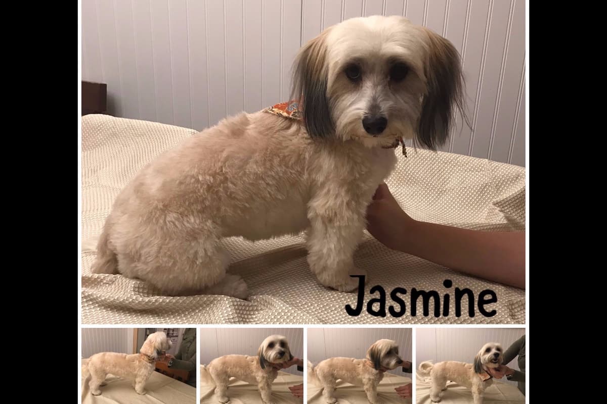 Havanese Puppies breeder image 7