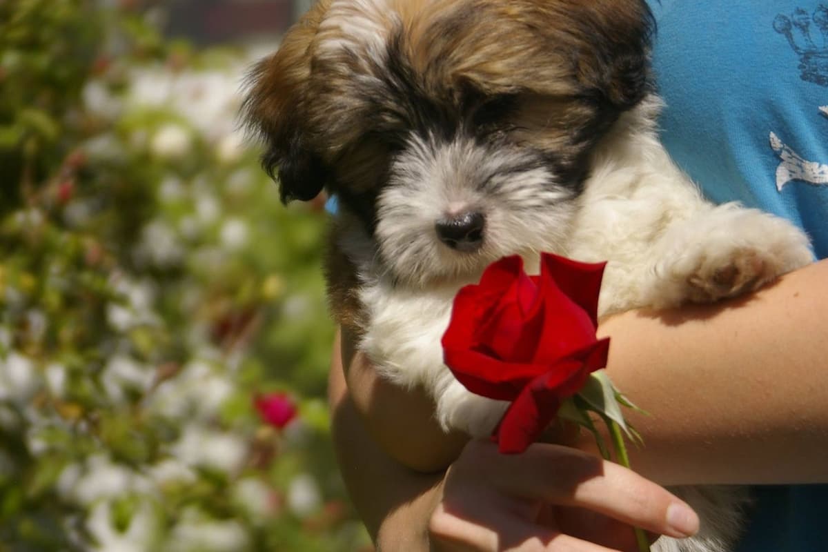 Havanese Puppies breeder image 8