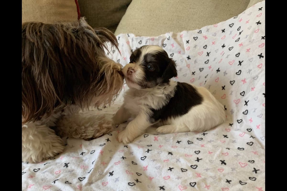 Havanese Puppies breeder image 9