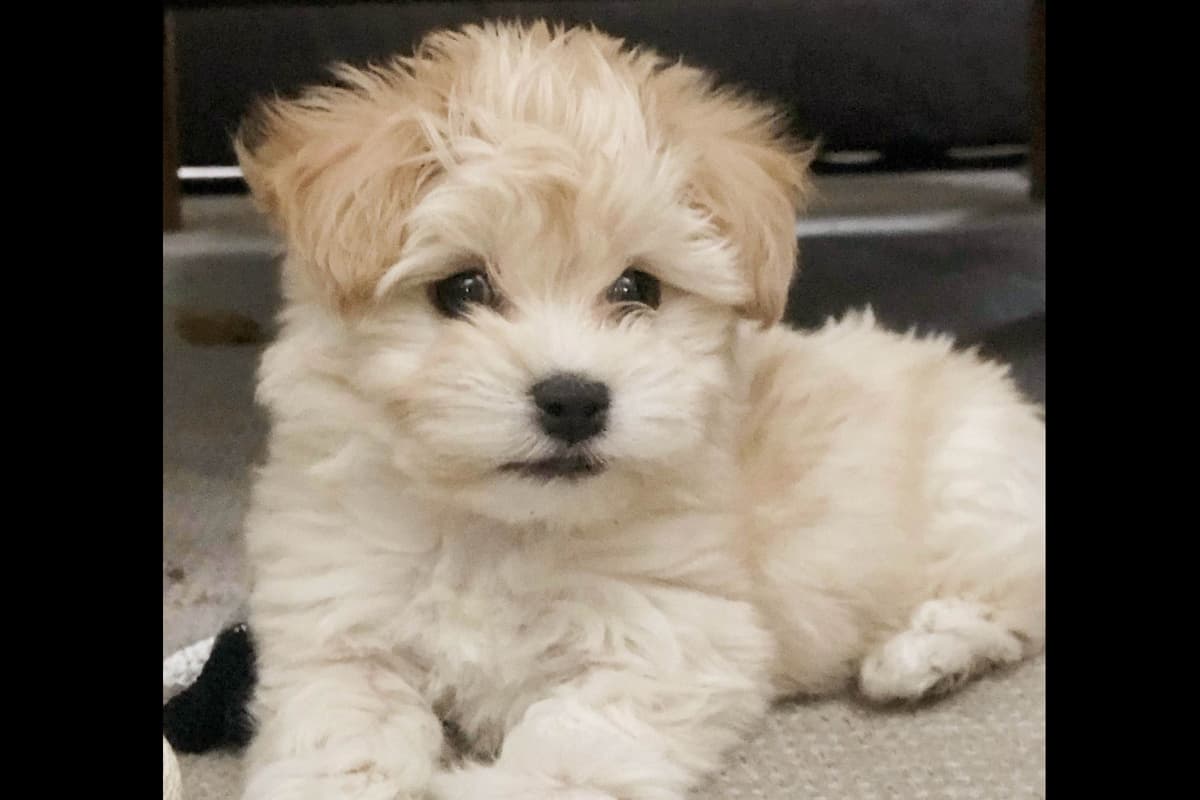 Havanese Puppies breeder image 10