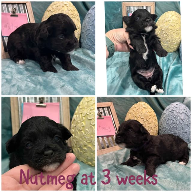 Havanese Puppies media 2