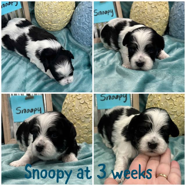 Havanese Puppies media 3