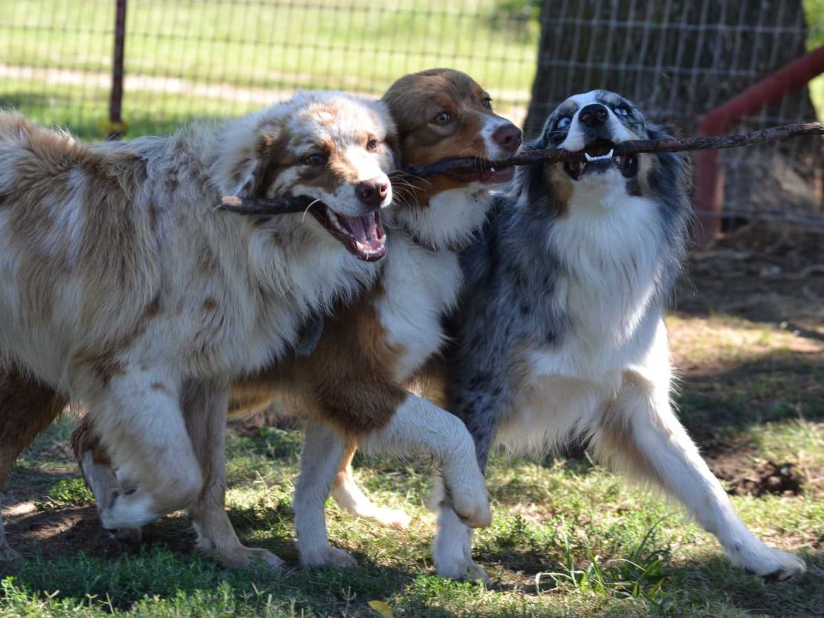 Australian Shepherd Puppies breeder image 1