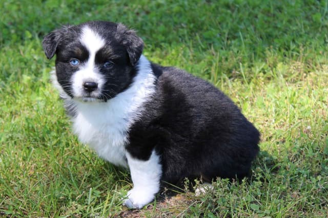 Australian Shepherd Puppies media 2