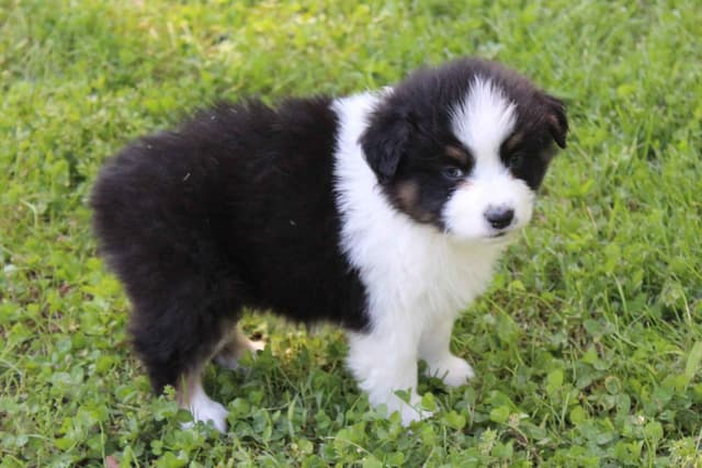 Australian Shepherd Puppies media 3