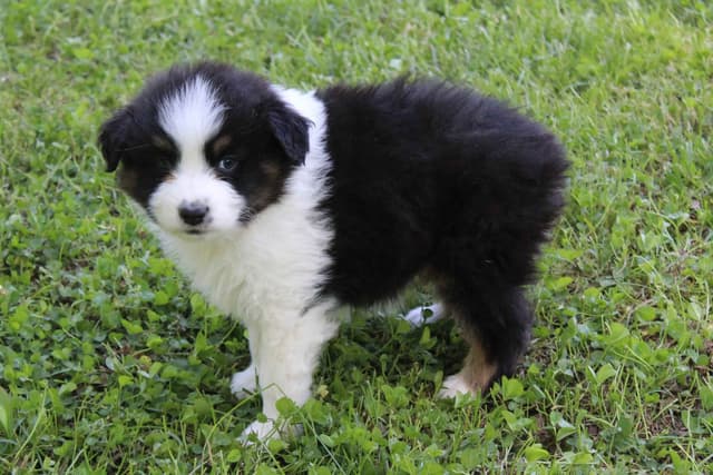 Australian Shepherd Puppies media 4