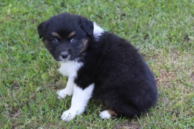 Australian Shepherd Puppies media 6