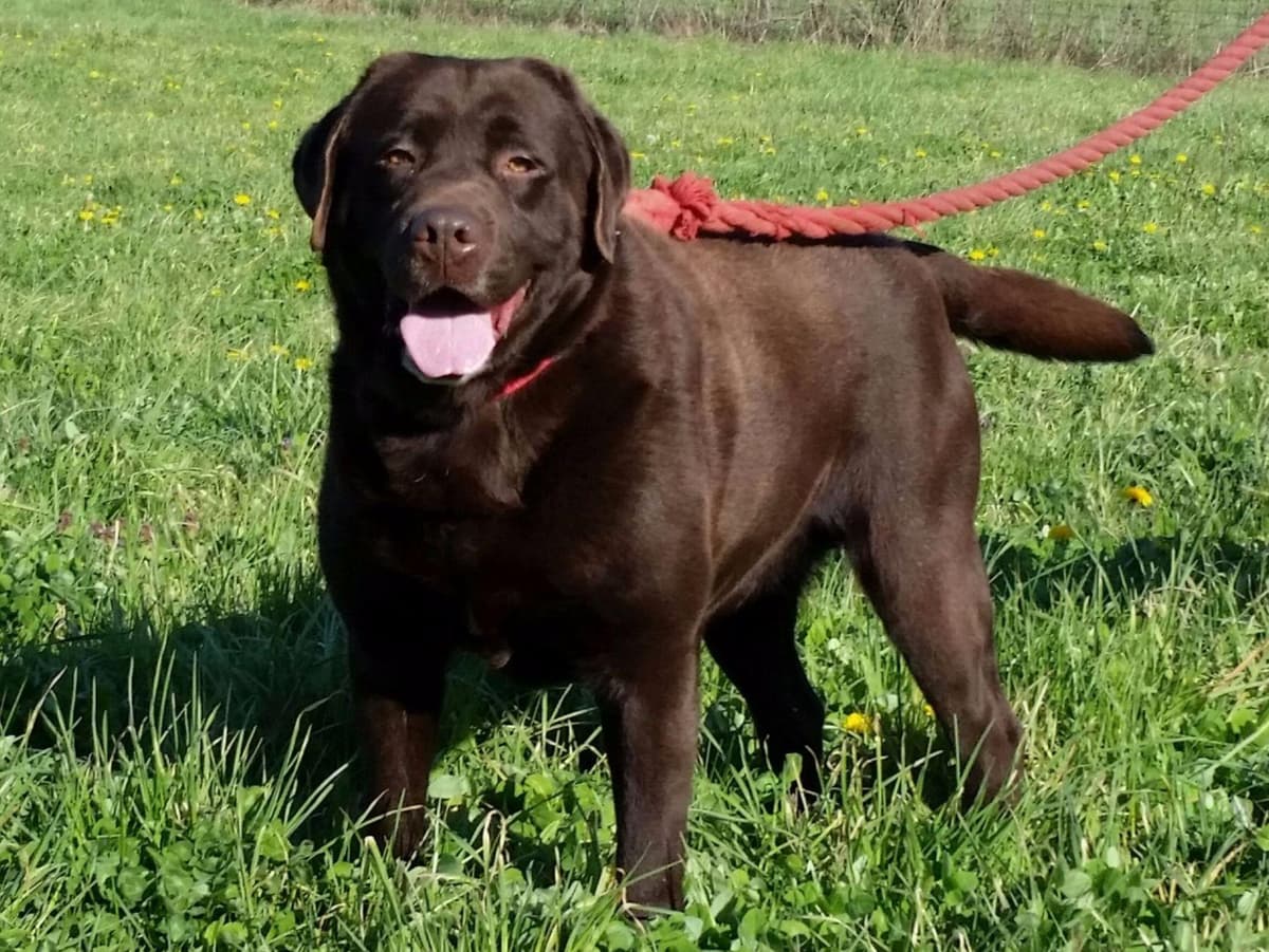 Labrador Retriever Puppies breeder image 1