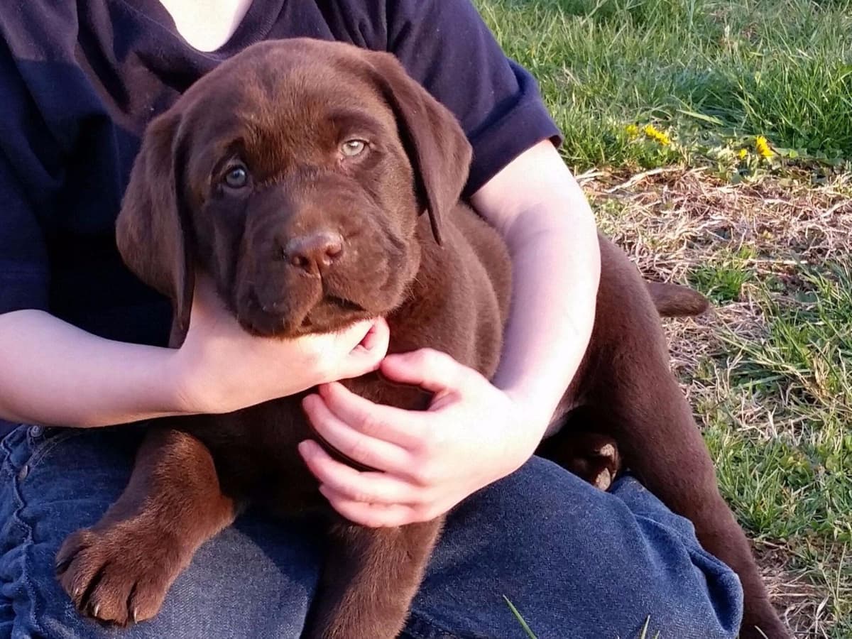 Labrador Retriever Puppies breeder image 2