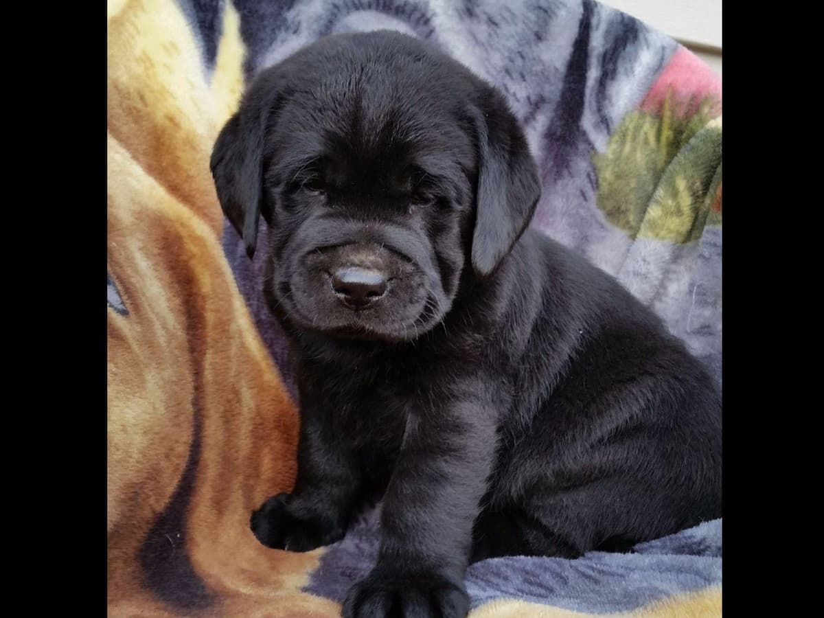 Labrador Retriever Puppies breeder image 3